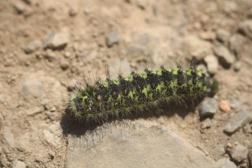 Réf. 327 685 : Saturnia pavonia